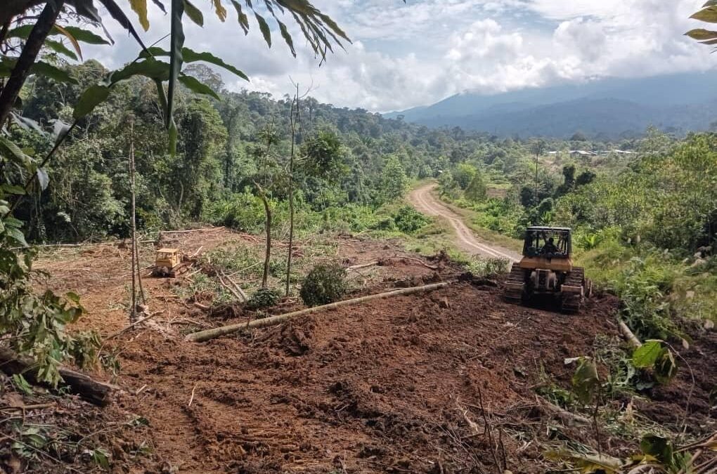 Alarming new logging project exposed in Indigenous conservation zone