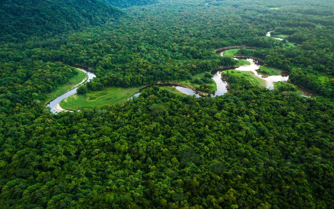 The best way to save forests? Legally recognize Indigenous lands.