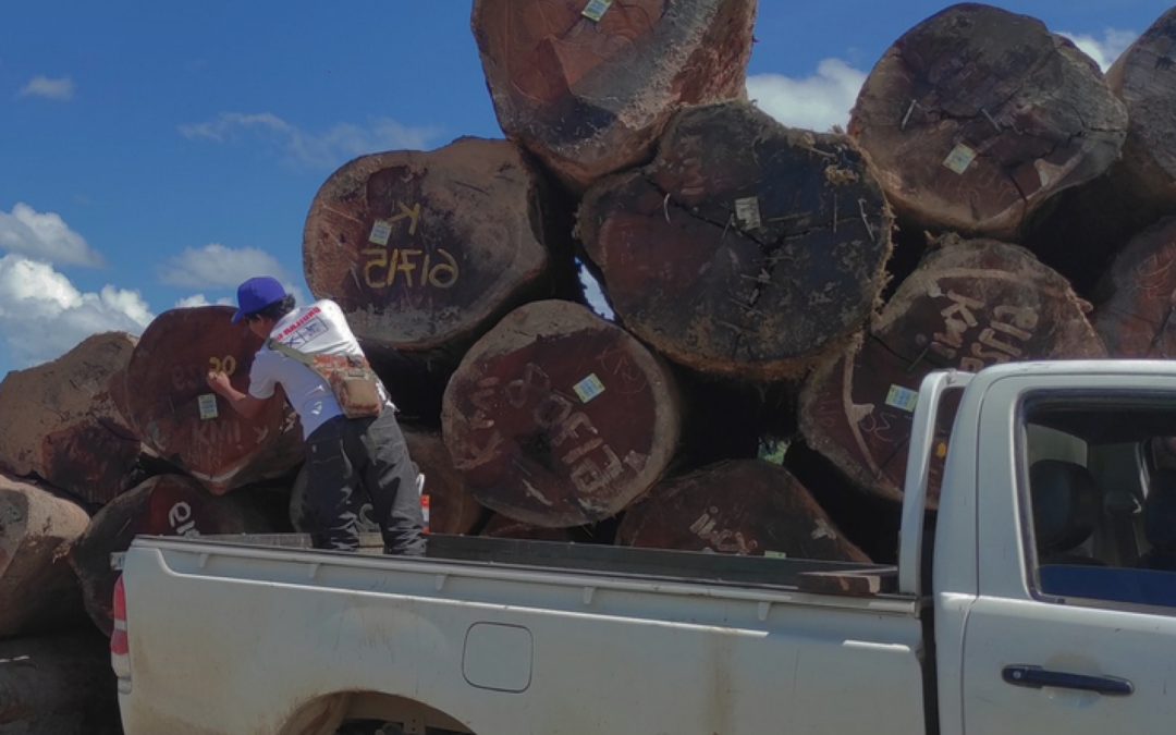 New report reveals Malaysian exploitation of Papua New Guinea’s forests 