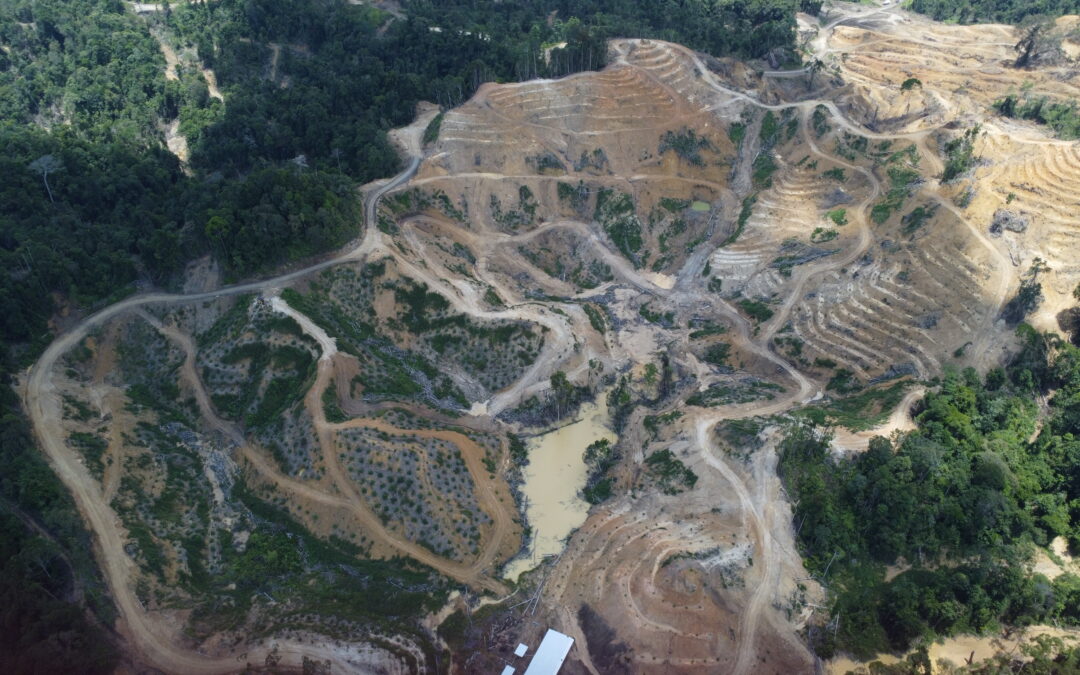 Deforestation Alert: New Bamboo Plantation on Bakun Dam