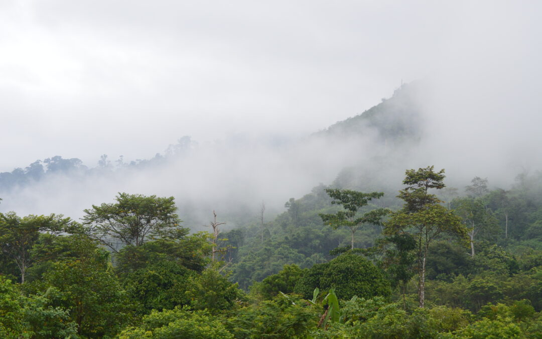 Our Opinion: Carbon Offsets and Carbon Credits