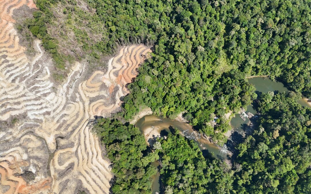 SD Guthrie Linked to Deforestation in Sarawak