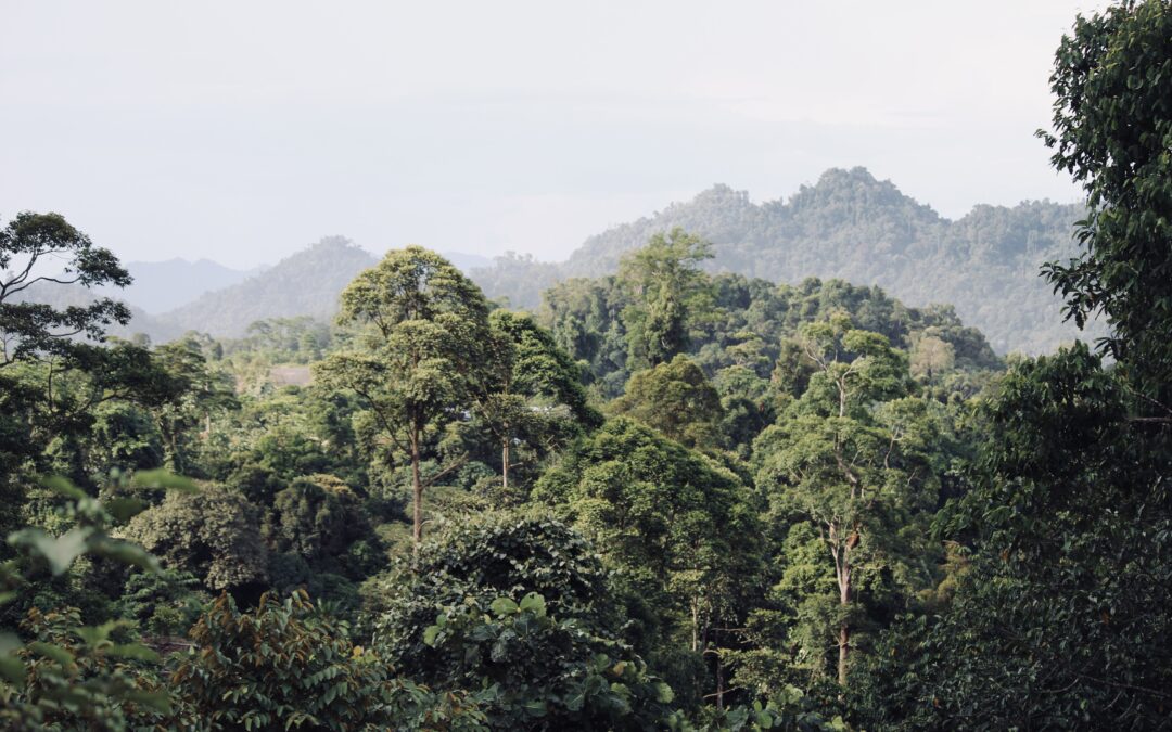 Dutch government calls for investigation into Malaysian timber
