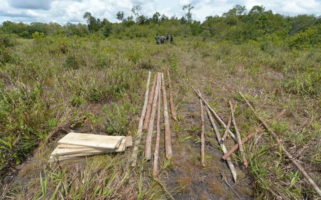 Company tries to SLAPP away Malaysian forest advocates