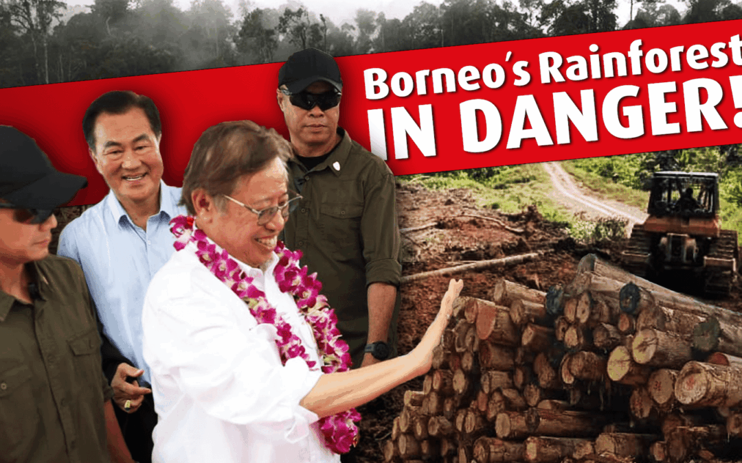 Explosive logging video questions Sarawak Premier’s green credentials  