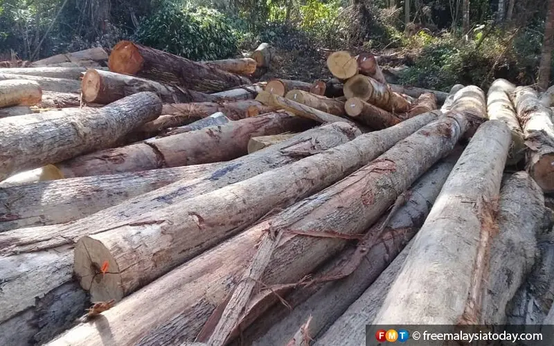 Sarawak groups urge logging company to drop suit against NGO
