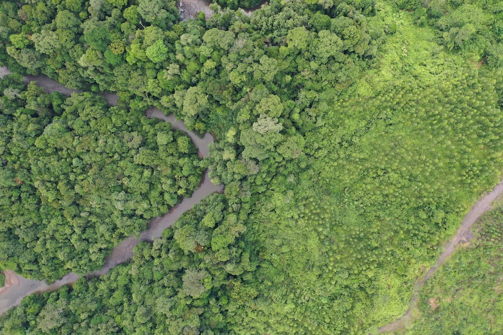 Three reasons we must protect secondary forests now