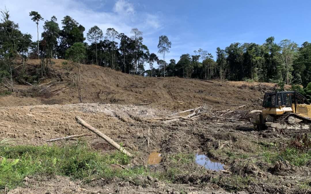 Latest satellite analysis debunks “no massive logging” claim