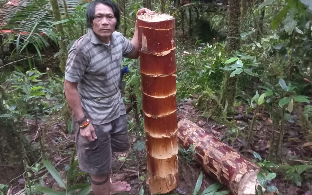 Penan nomads fed up with being ignored